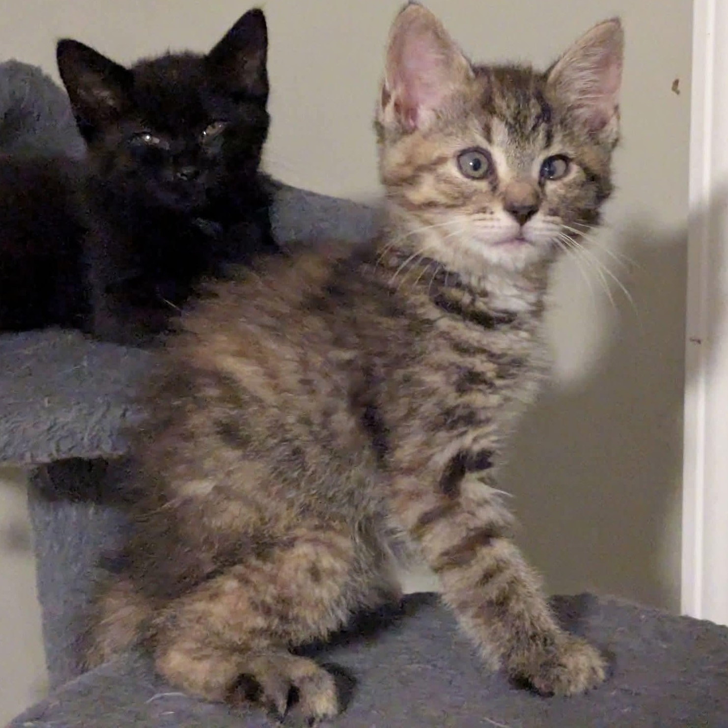 Enlarge Amber, an adopted mixed breed in Kentwood, MI image 3/4