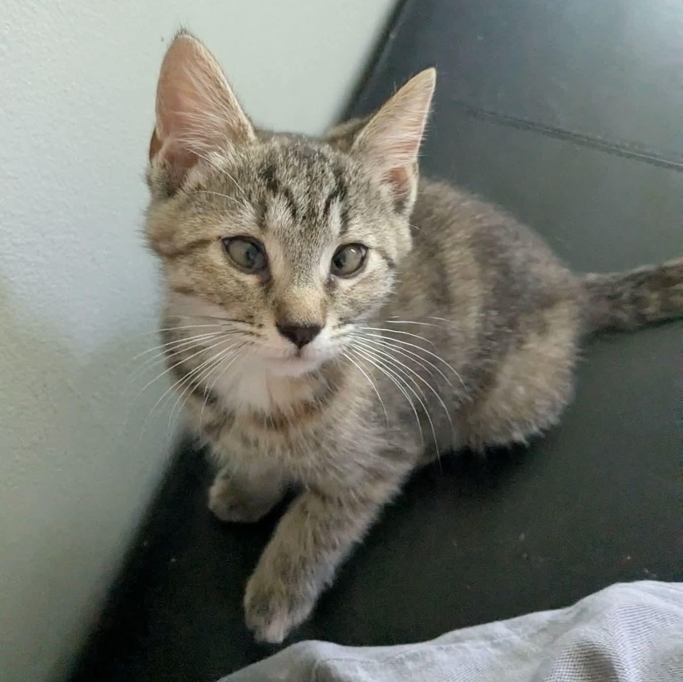 Enlarge Amber, an adopted mixed breed in Kentwood, MI image 2/4
