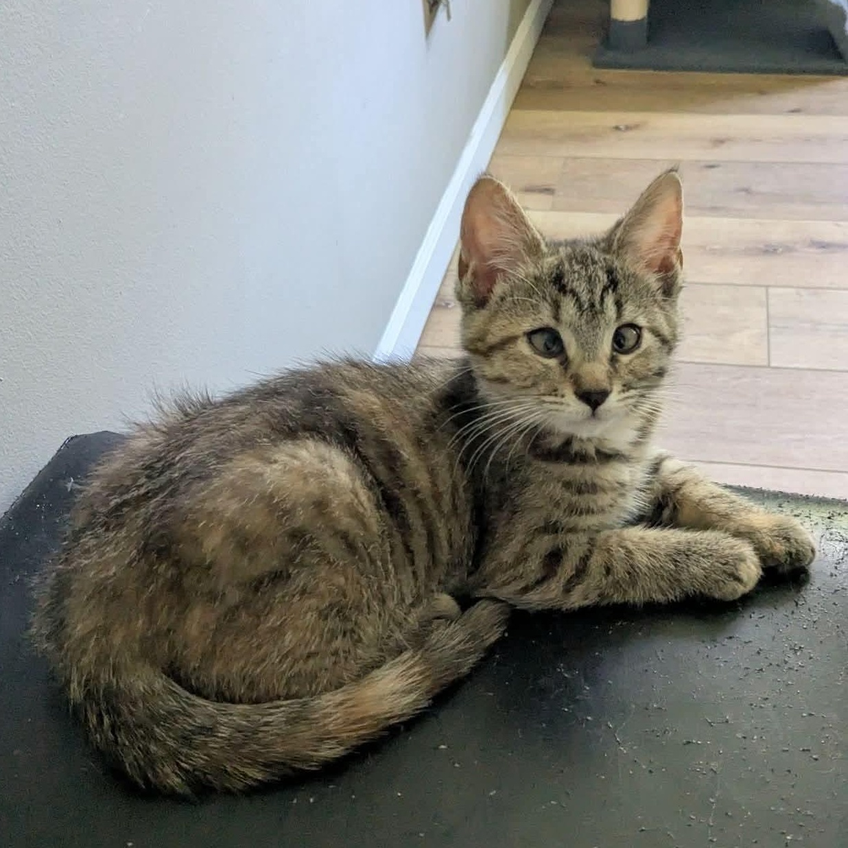 Amber, adopted, Kitten Female Tabby & Tortoiseshell.