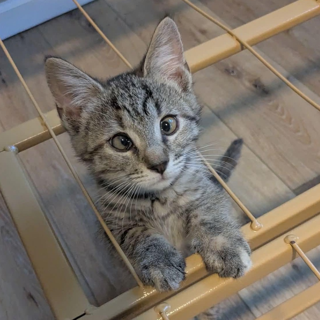 Enlarge Amber, an adopted mixed breed in Kentwood, MI image 4/4