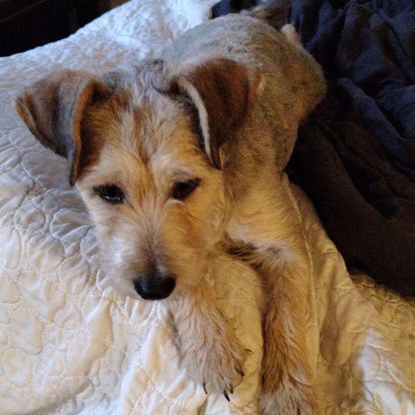 Enlarge Hazel, an adopted mixed breed in Midland, MI image 3/4