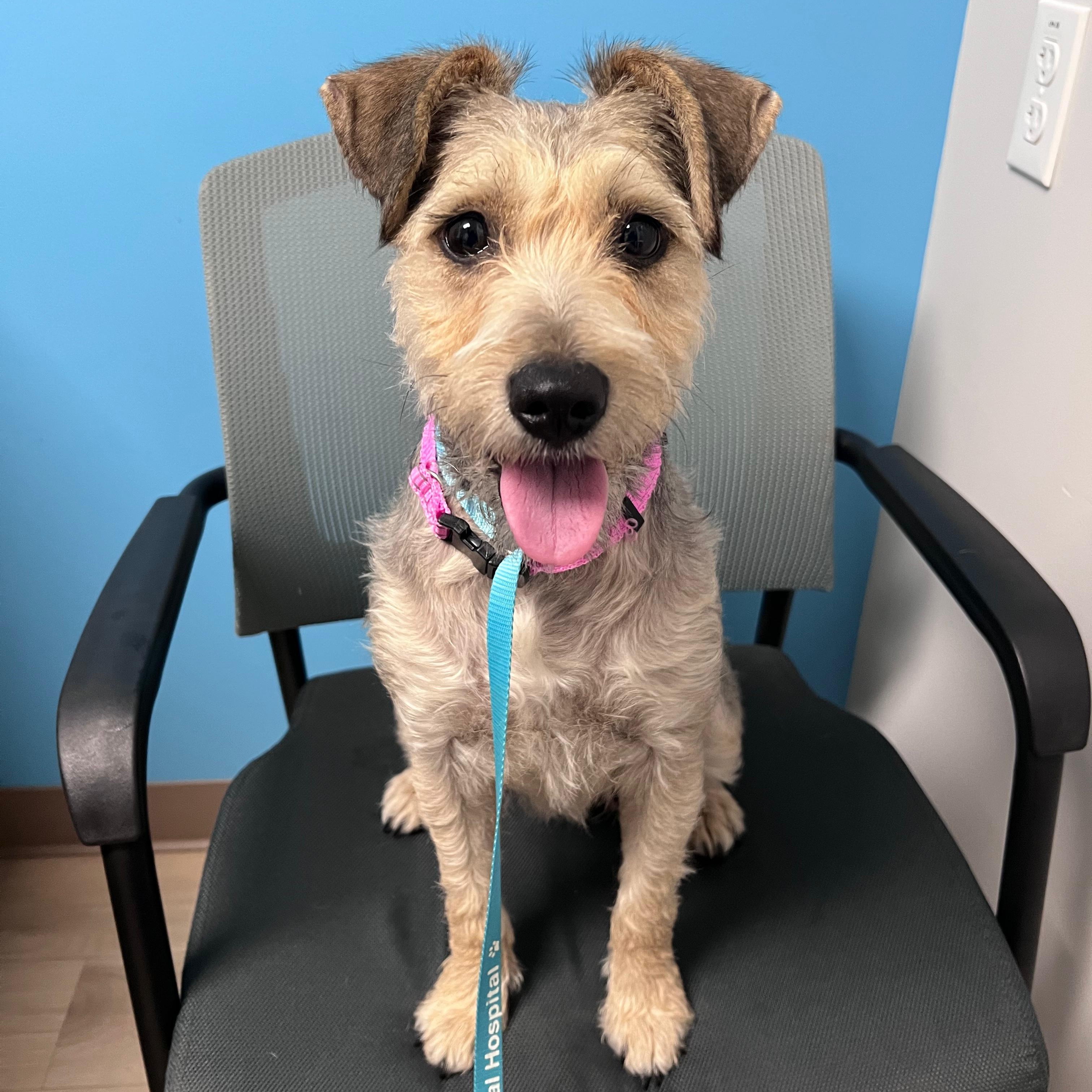 Enlarge Hazel, an adopted mixed breed in Midland, MI image 1/4