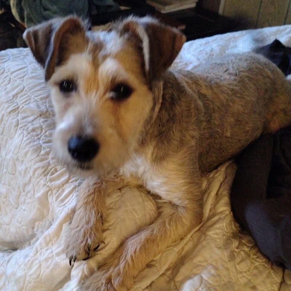 Enlarge Hazel, an adopted mixed breed in Midland, MI image 2/4