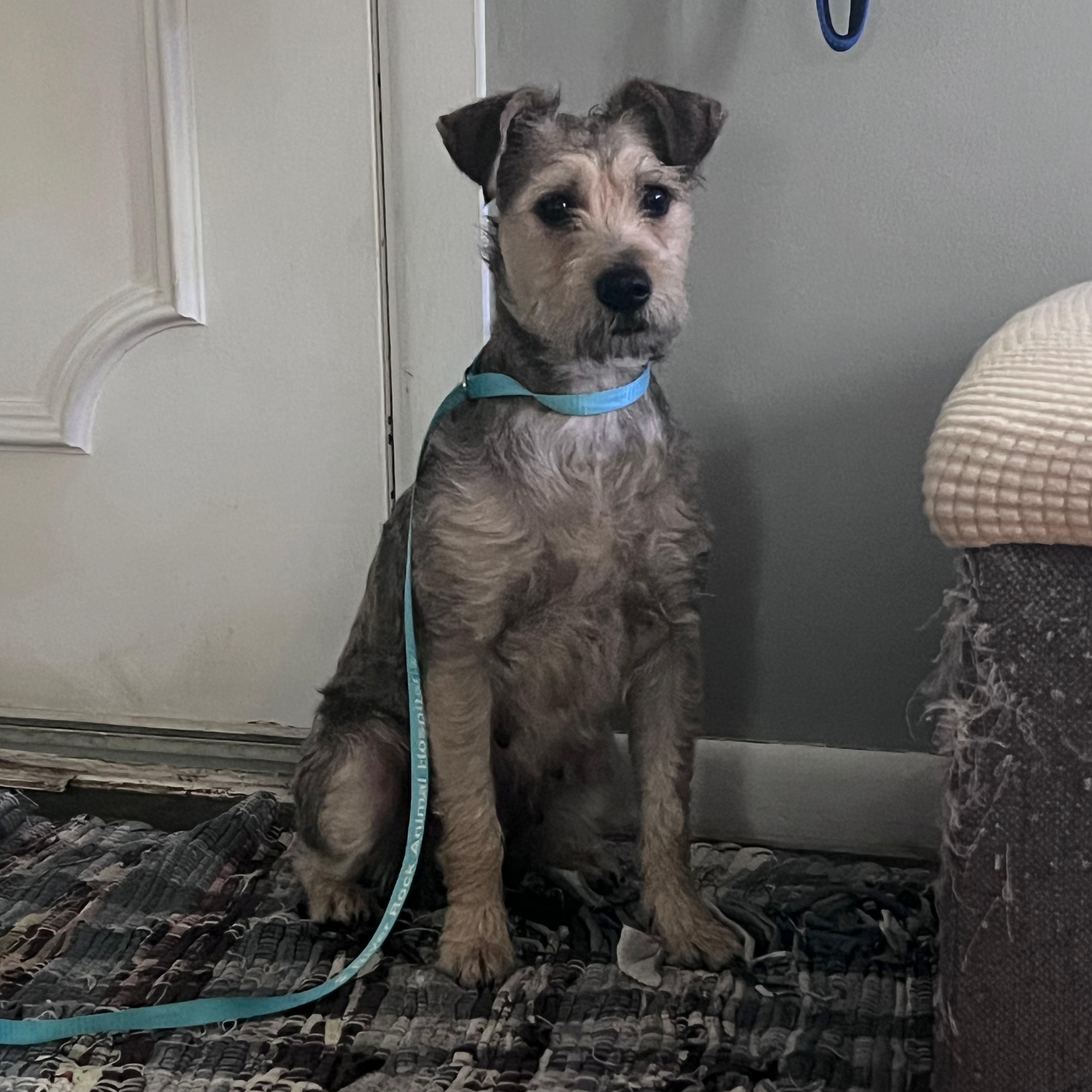 Enlarge Hazel, an adopted mixed breed in Midland, MI image 4/4