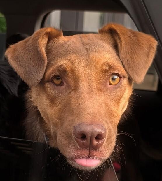 BRANDY, Adoptable, Adult Female Shepherd & Labrador Retriever.