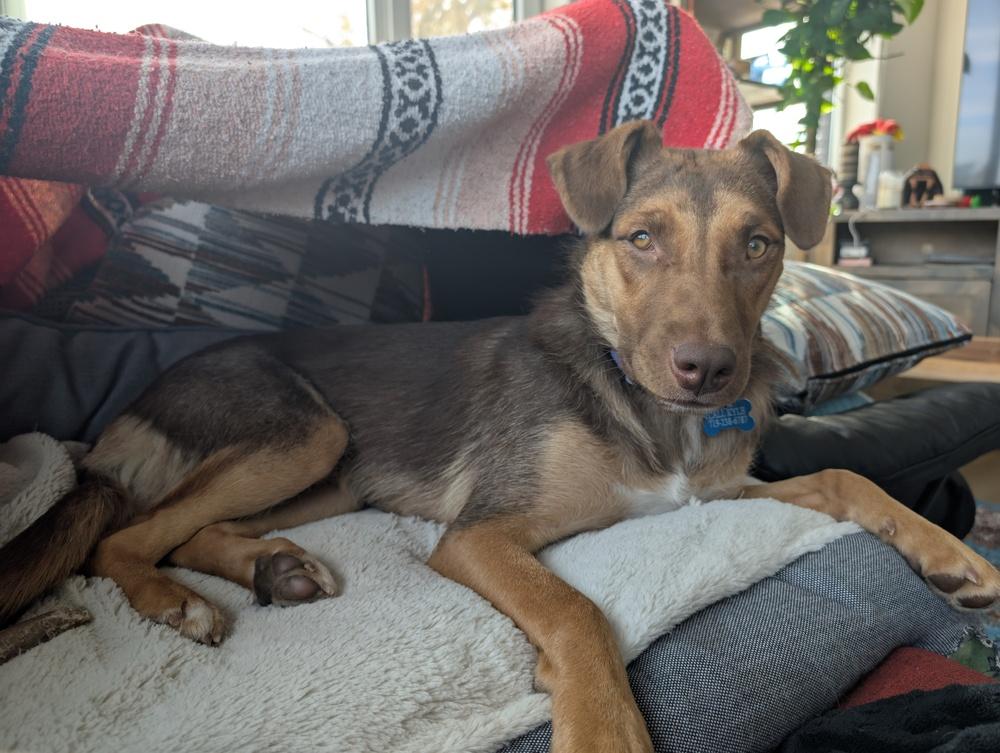 Enlarge BRANDY, a Adoptable mixed breed in Thornton, CO image 2/3