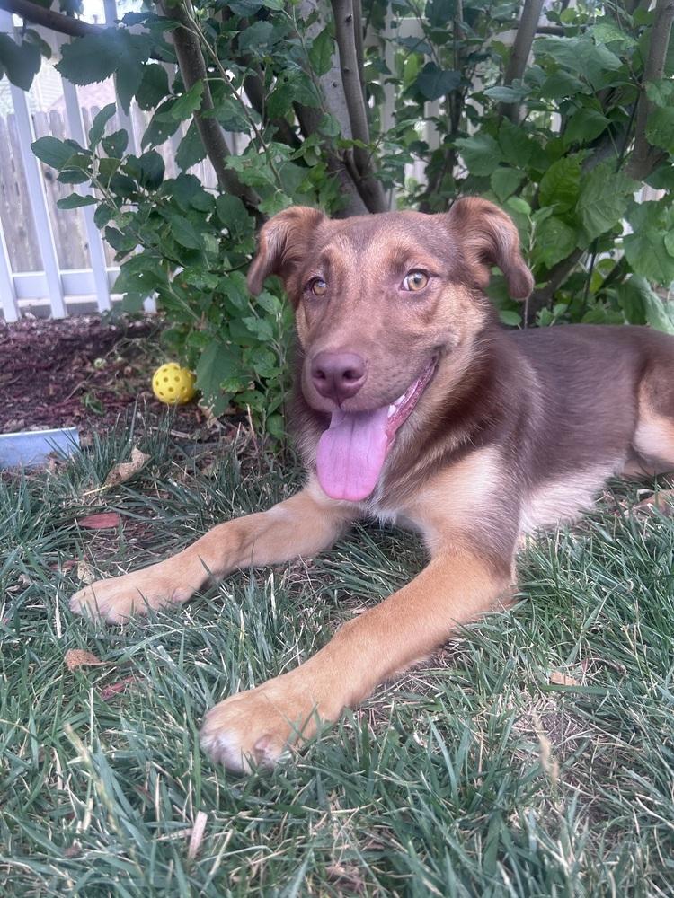 Enlarge BRANDY, a Adoptable mixed breed in Thornton, CO image 3/3