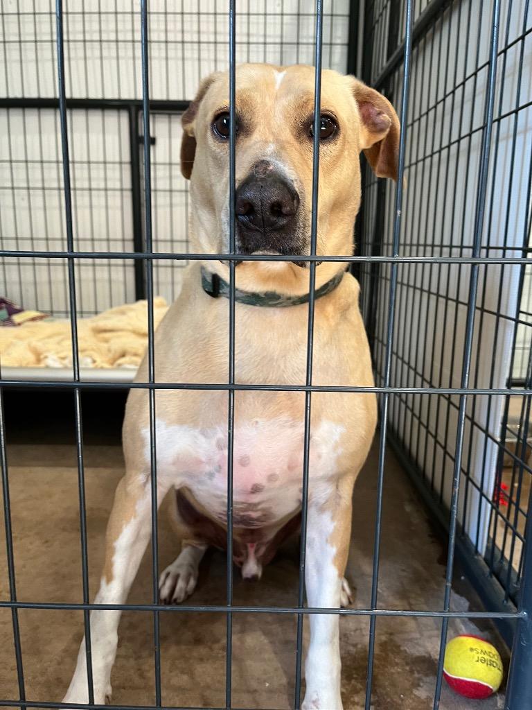 Eddie, Adoptable, Adult Male Labrador Retriever & Mixed Breed.