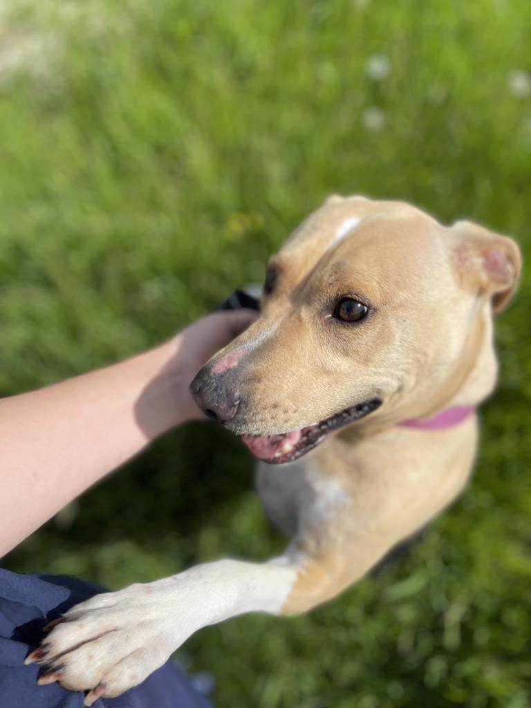 Eddie, a Adoptable mixed breed in Ashland, WI image 2/6