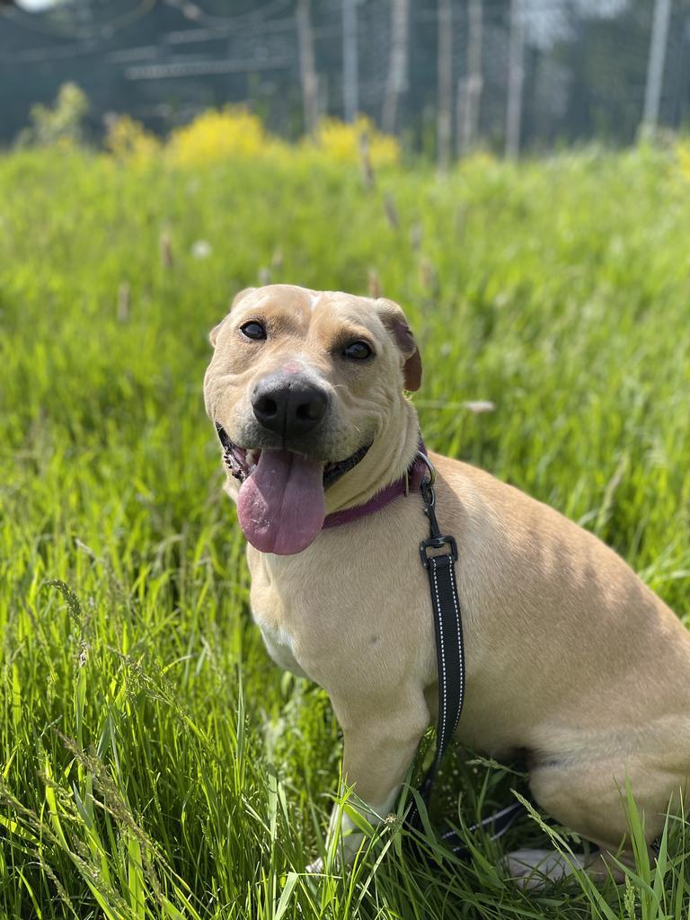 Eddie, a Adoptable mixed breed in Ashland, WI image 3/6
