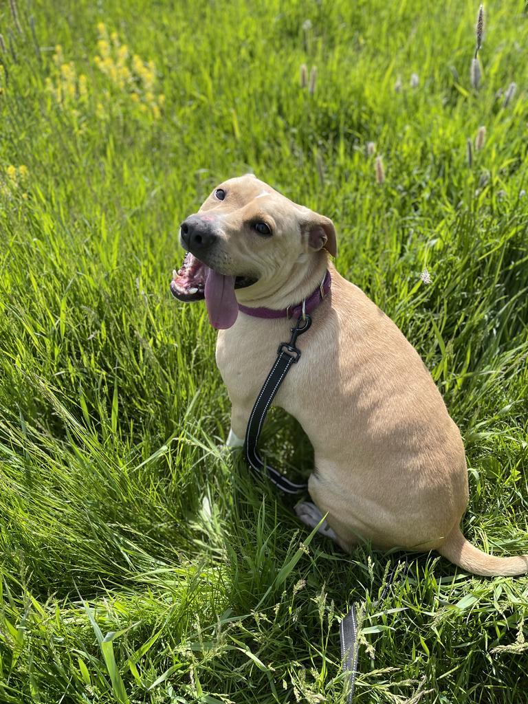 Eddie, a Adoptable mixed breed in Ashland, WI image 4/6