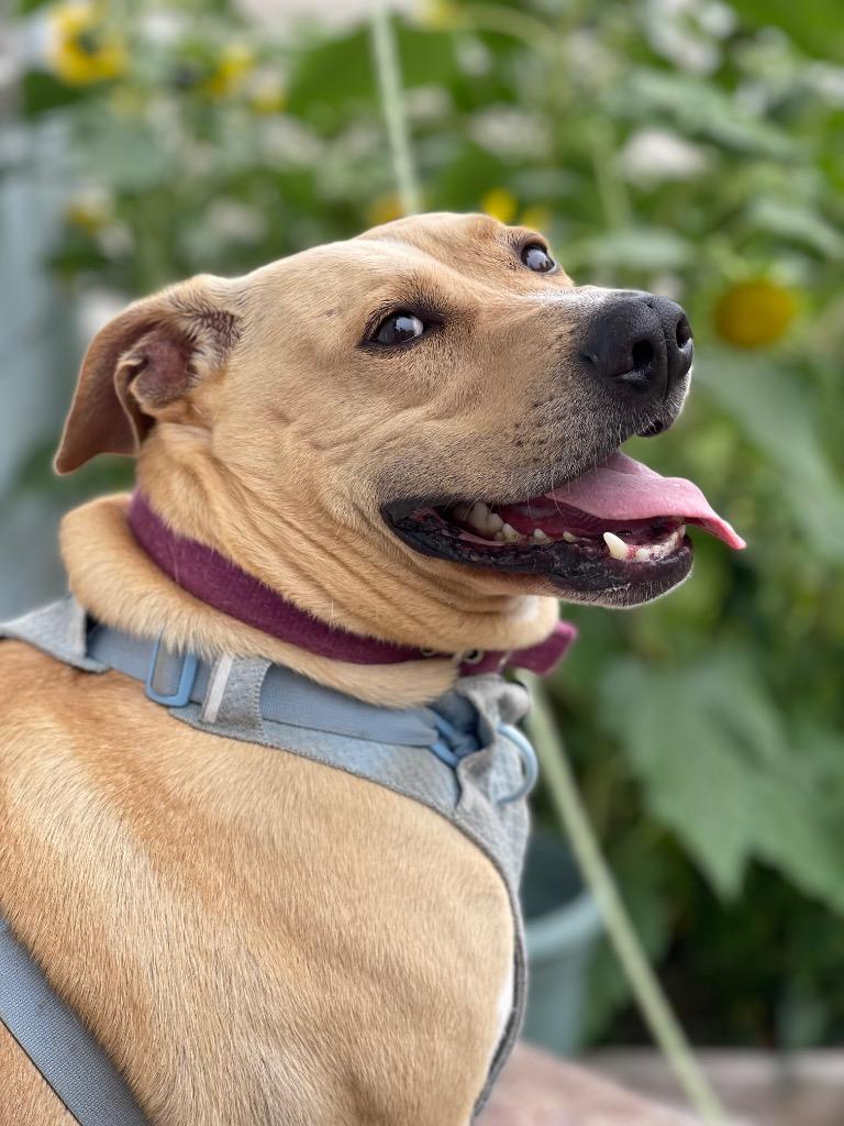 Eddie, a Adoptable mixed breed in Ashland, WI image 5/6