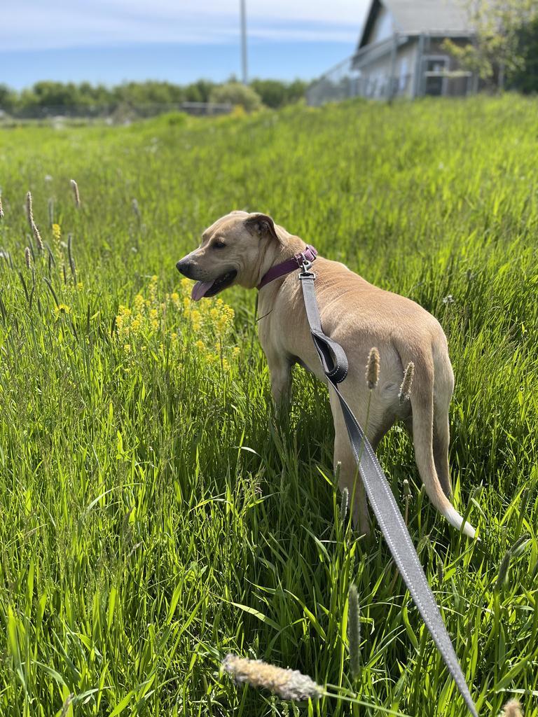 Eddie, a Adoptable mixed breed in Ashland, WI image 5/6