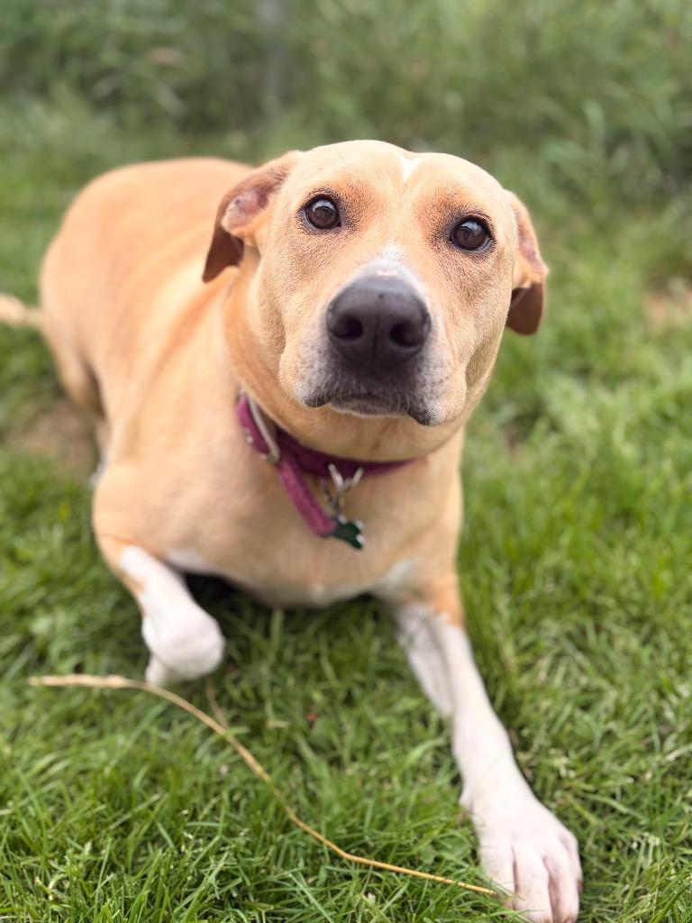 Eddie, a Adoptable mixed breed in Ashland, WI image 6/6