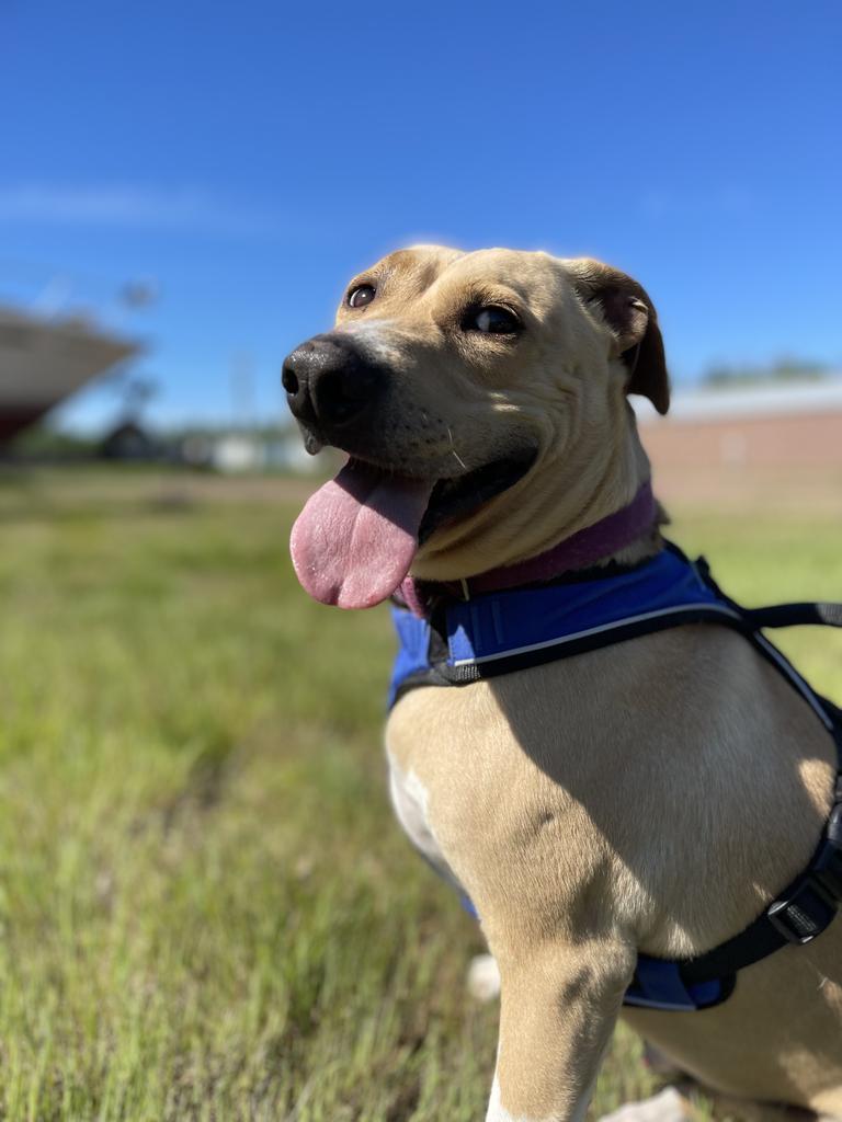 Eddie, a Adoptable mixed breed in Ashland, WI image 6/6