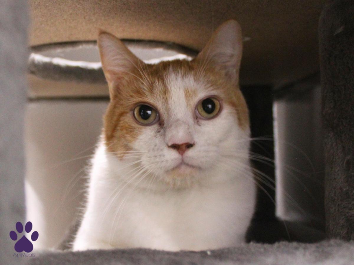 Charlie, ADOPTABLE, Adult Male Domestic Short Hair.