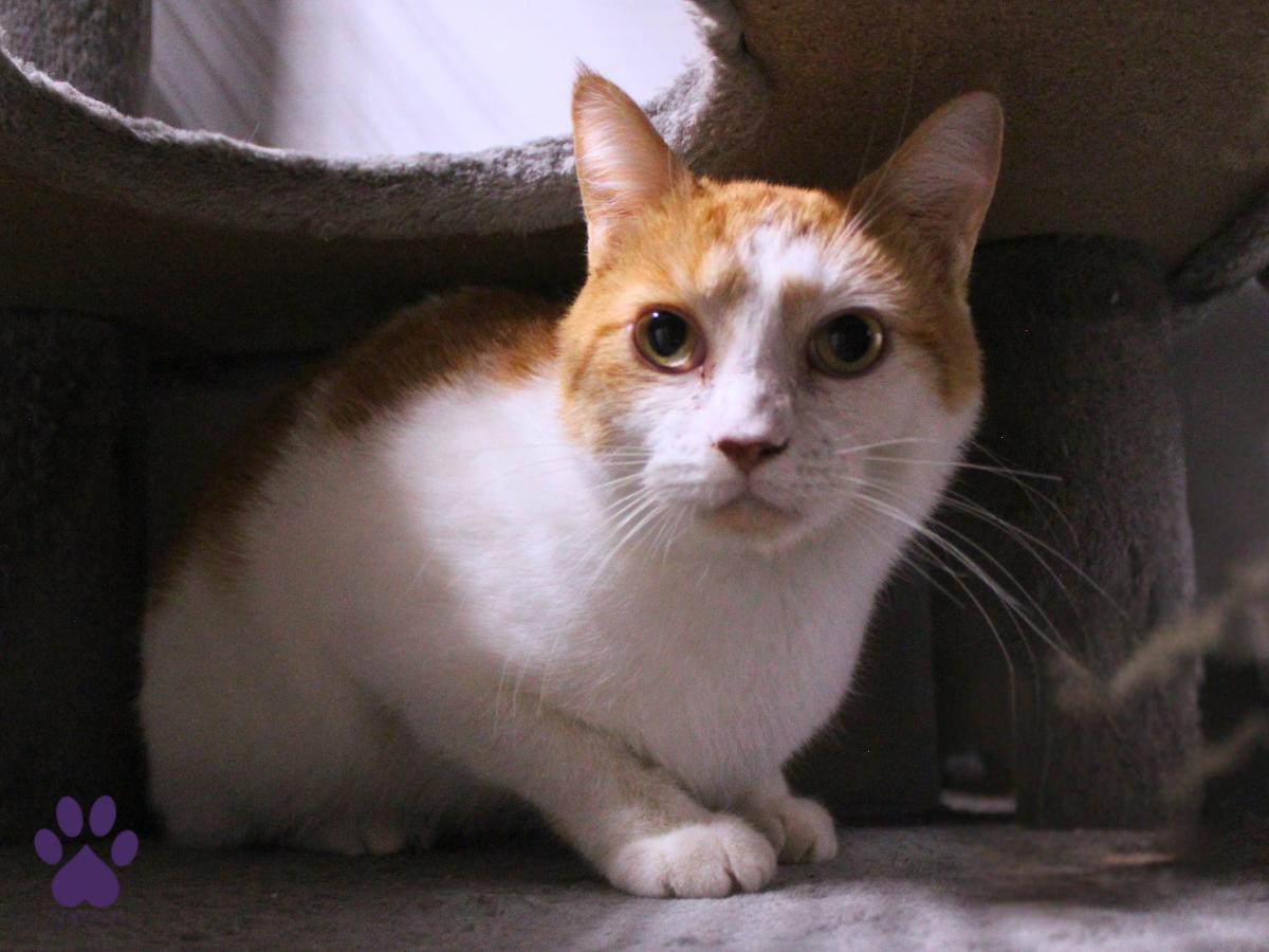 Enlarge Charlie, a ADOPTABLE Domestic Short Hair in Missoula, MT image 4/4