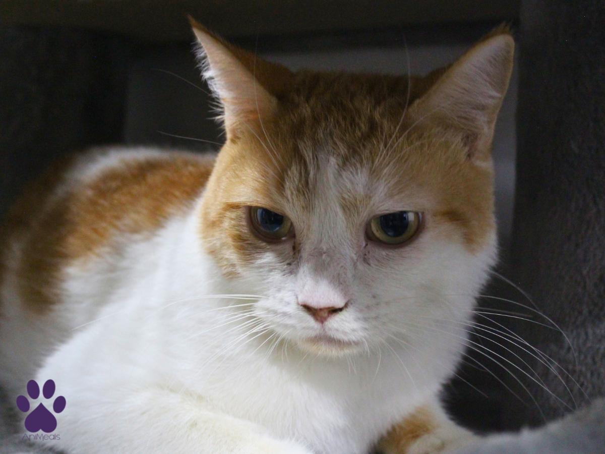 Enlarge Charlie, a ADOPTABLE Domestic Short Hair in Missoula, MT image 3/4