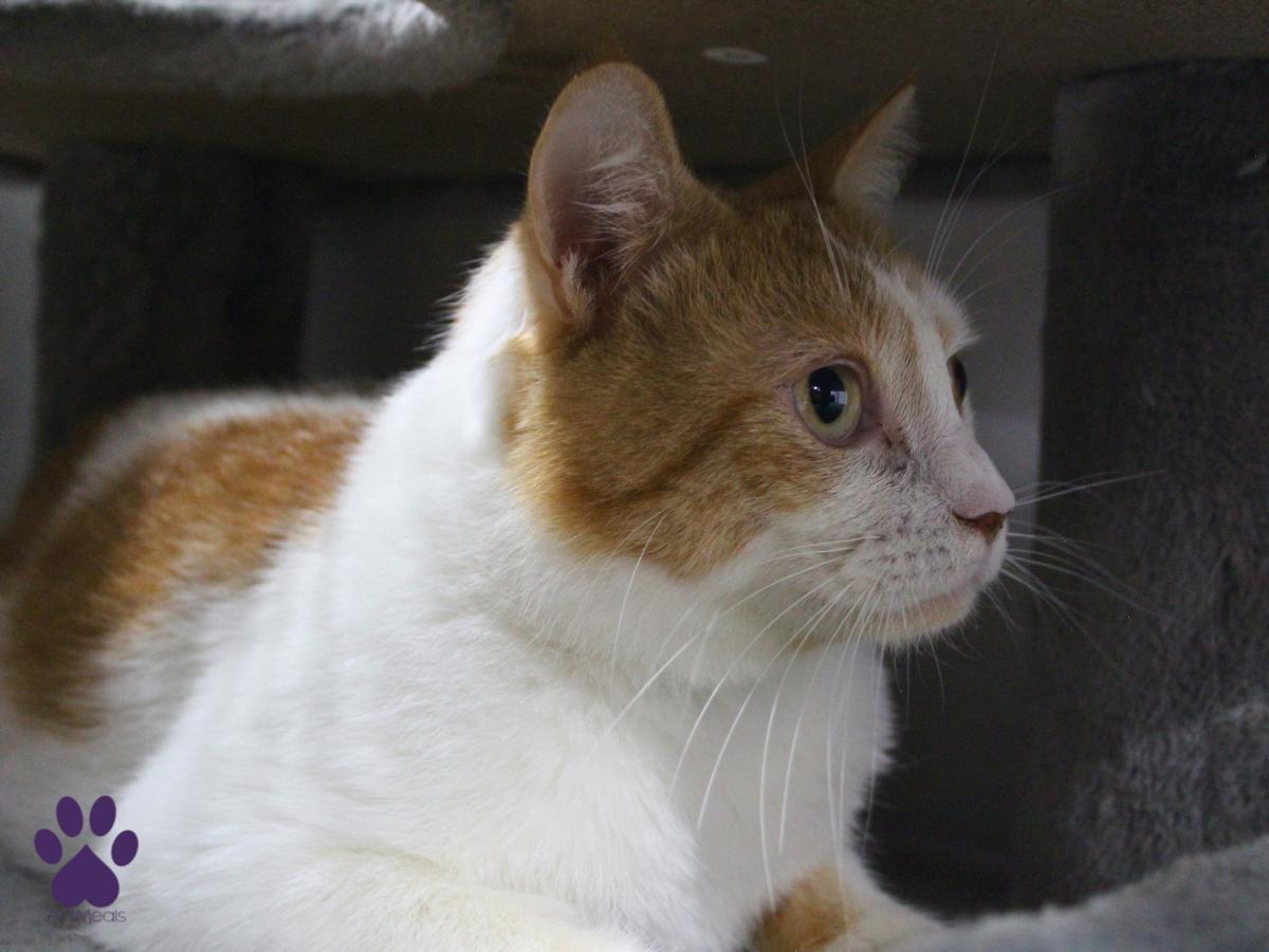 Enlarge Charlie, a ADOPTABLE Domestic Short Hair in Missoula, MT image 2/4