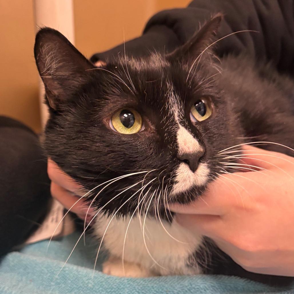 Amy, Adoptable, Senior Female Domestic Short Hair.