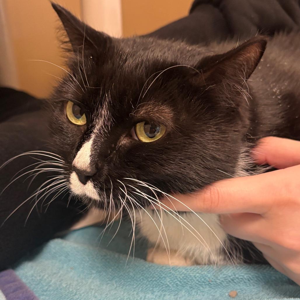 Enlarge Amy, a Adoptable Domestic Short Hair in East Hanover, NJ image 2/5