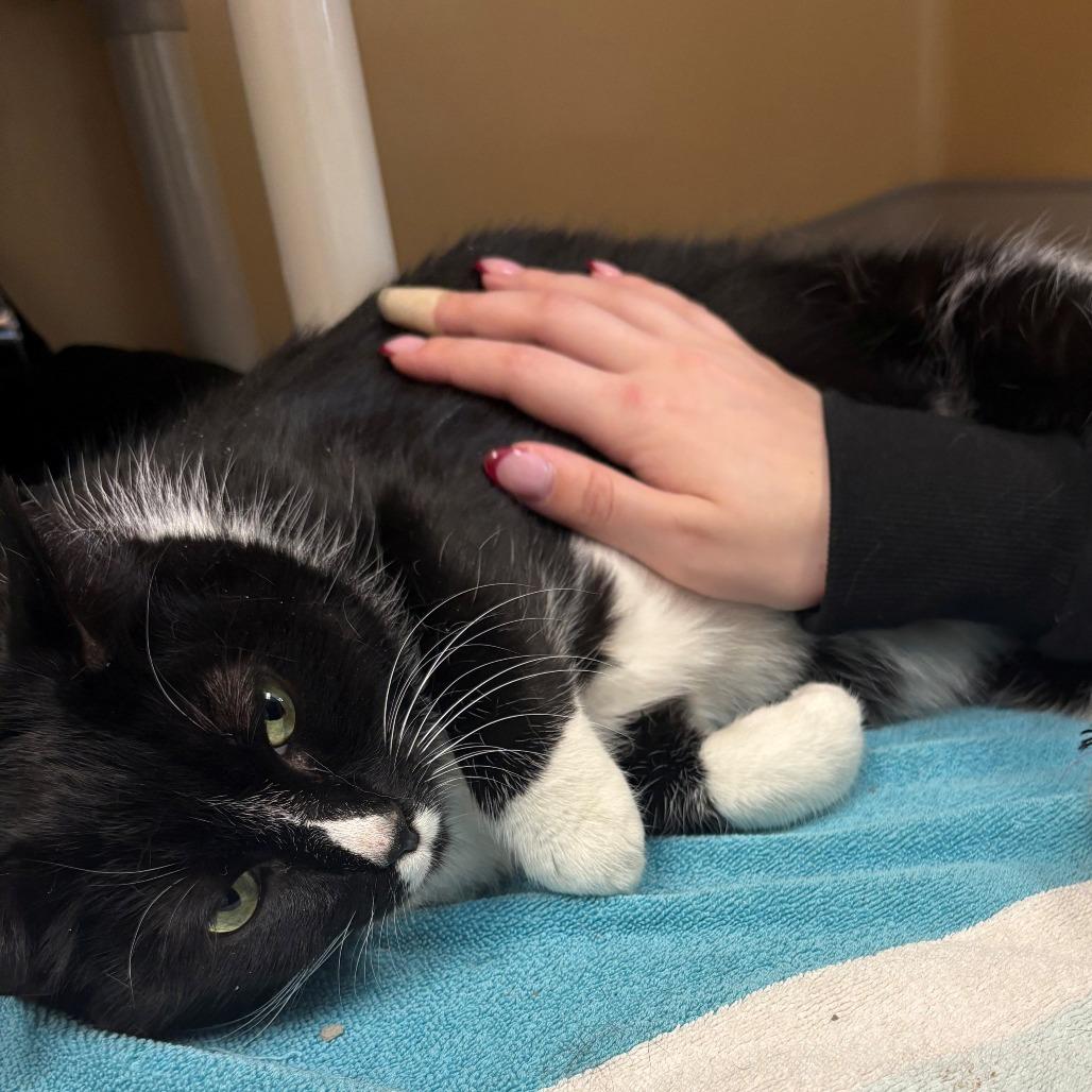 Enlarge Amy, a Adoptable Domestic Short Hair in East Hanover, NJ image 3/5