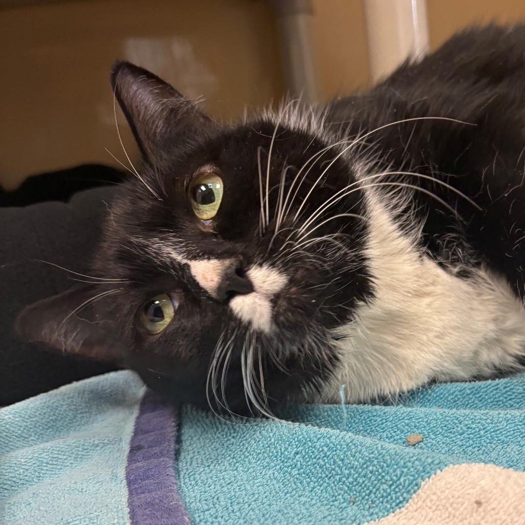 Enlarge Amy, a Adoptable Domestic Short Hair in East Hanover, NJ image 4/5