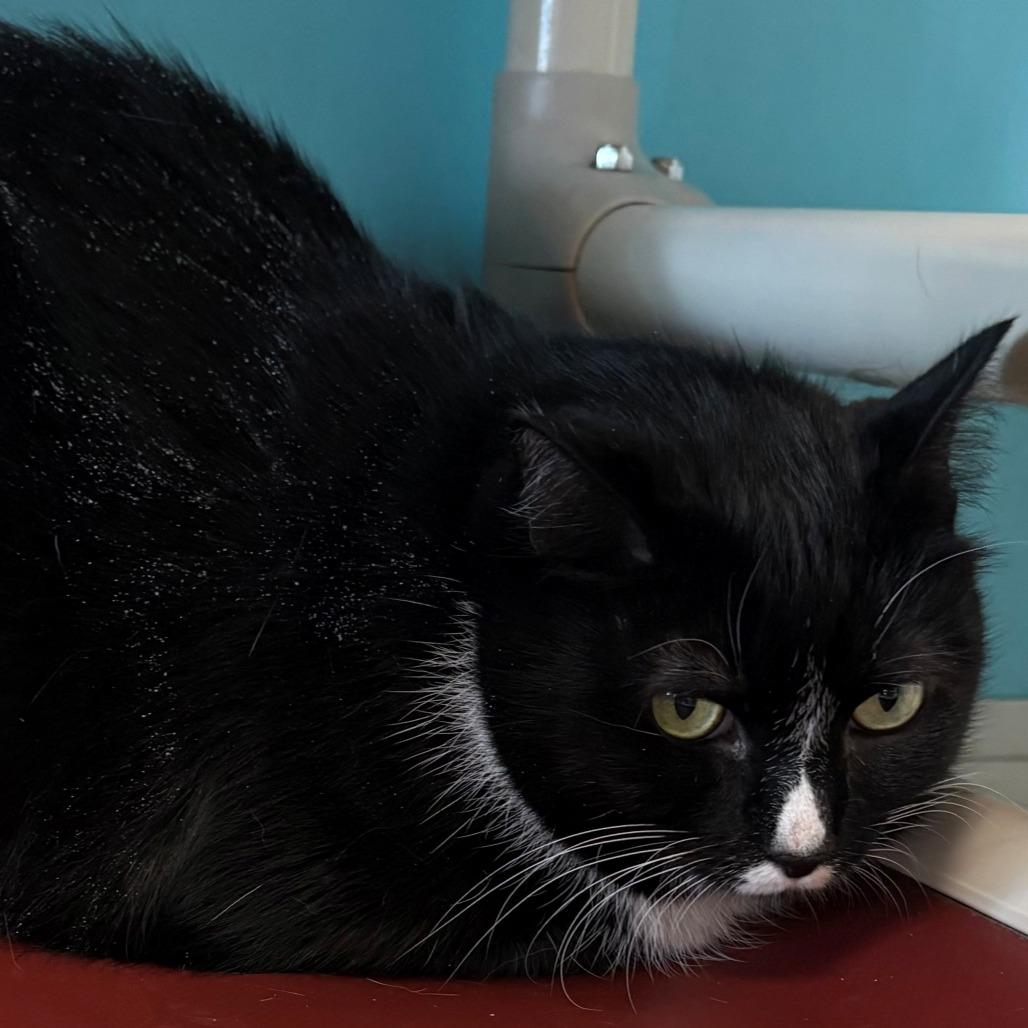 Enlarge Amy, a Adoptable Domestic Short Hair in East Hanover, NJ image 5/5