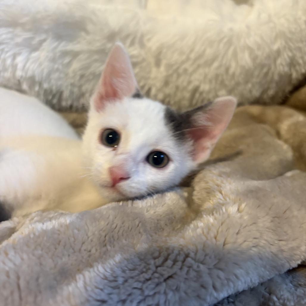 Mars, Adoptable, Kitten Male Domestic Short Hair.