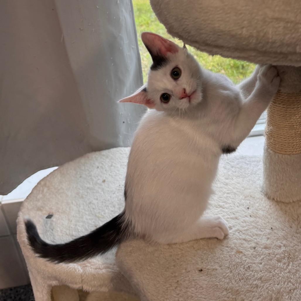 Enlarge Mars, a Adoptable Domestic Short Hair in Mondovi, WI image 3/5