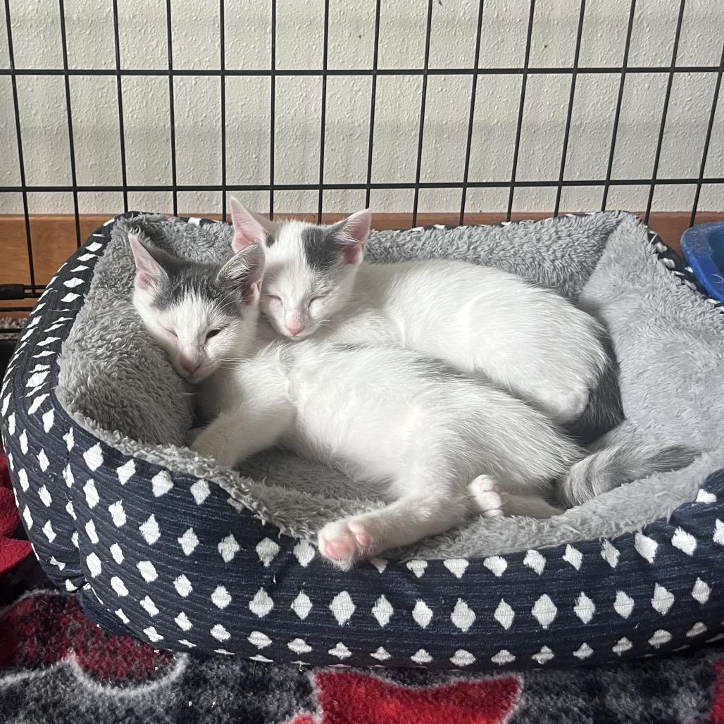 Enlarge Mars, a Adoptable Domestic Short Hair in Mondovi, WI image 4/5