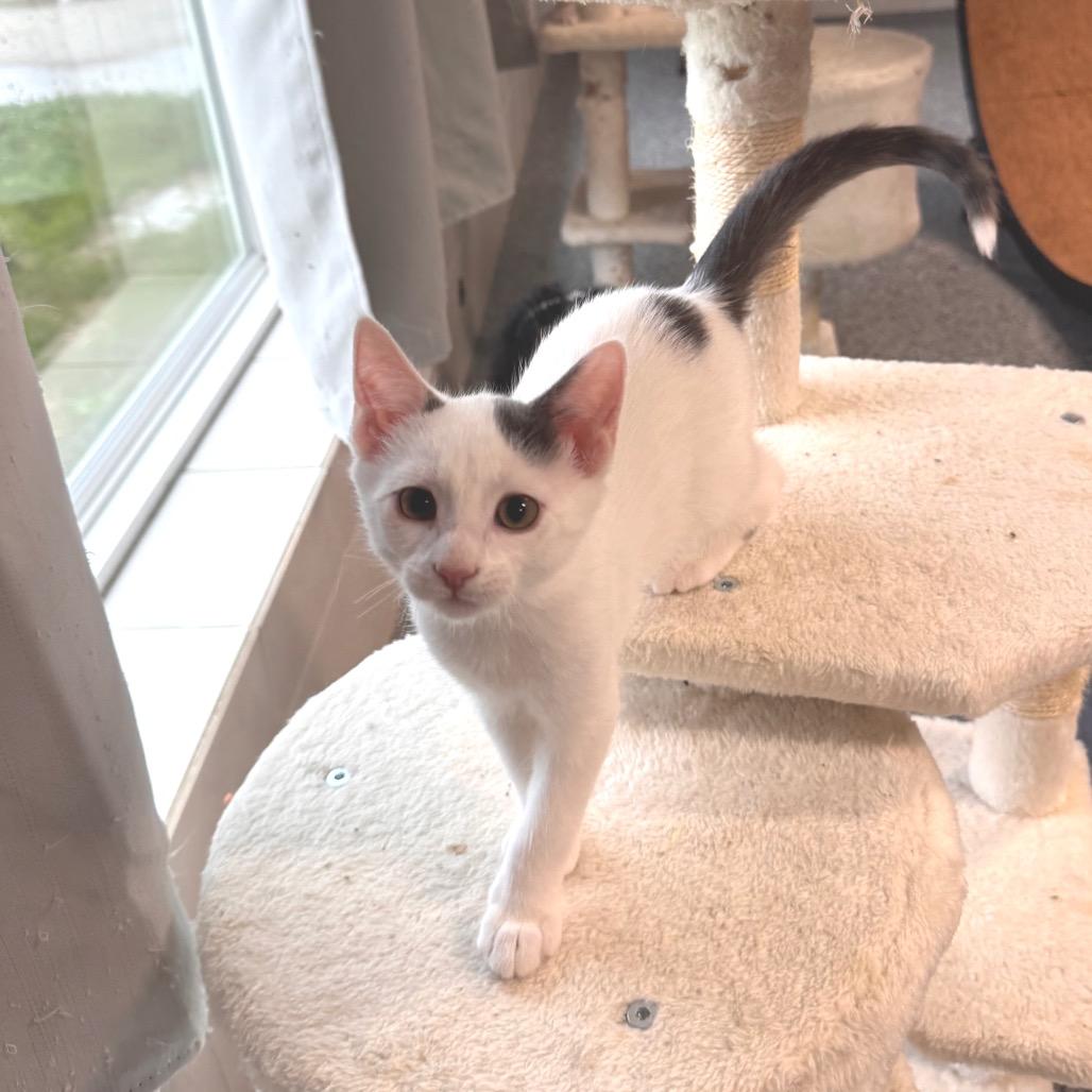 Enlarge Mars, a Adoptable Domestic Short Hair in Mondovi, WI image 5/5