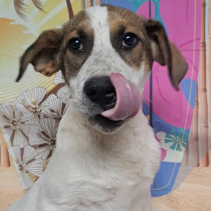 Tammy, Adoptable, Puppy Female Cattle Dog.