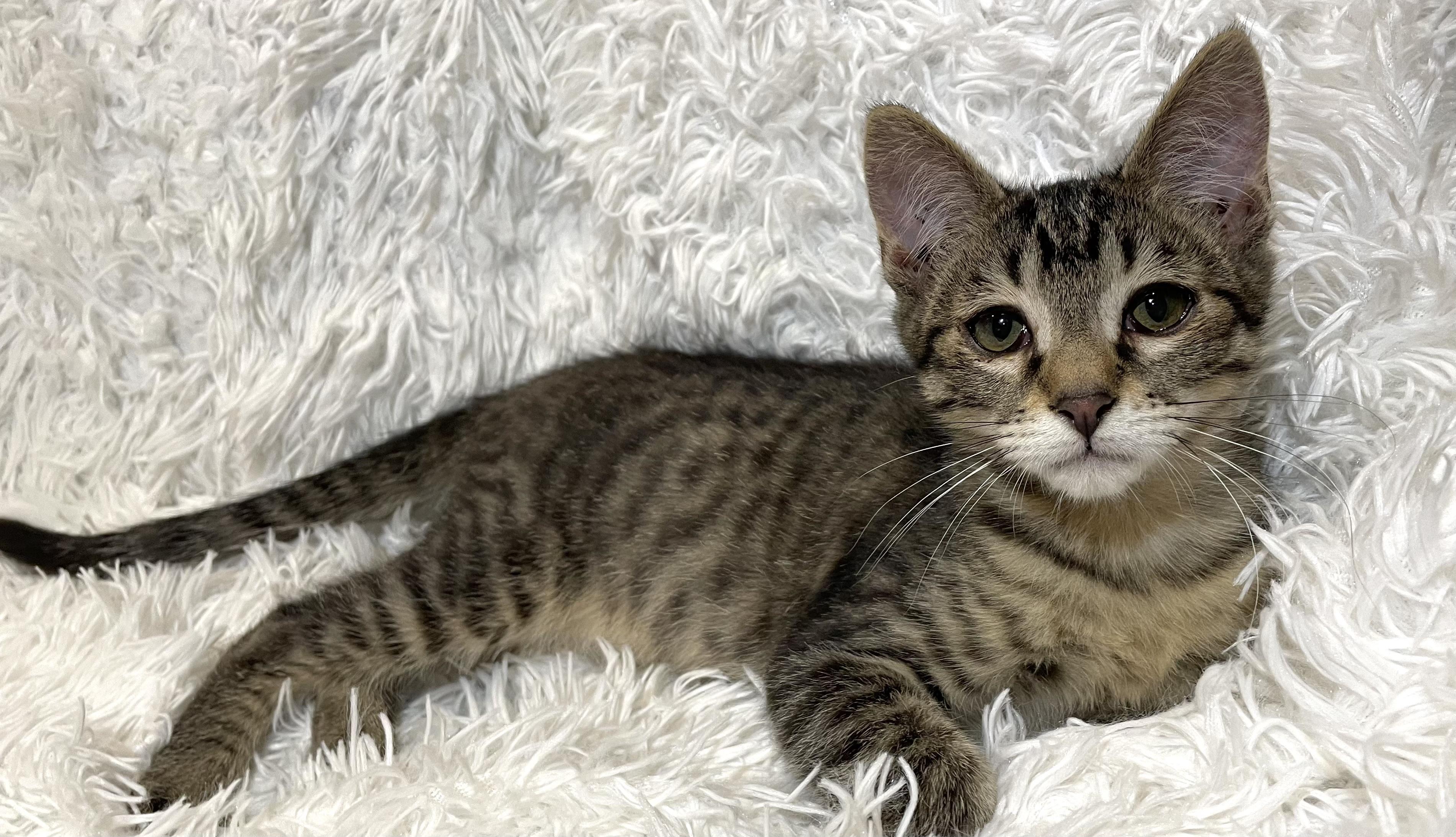 Armina, adopted, Kitten Male Domestic Short Hair.