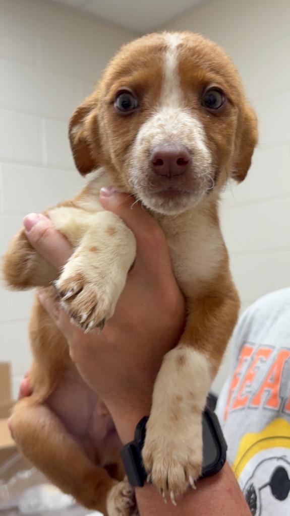 Cedar / AC 27937 A, Adoptable, Puppy Male Australian Shepherd & Spaniel.