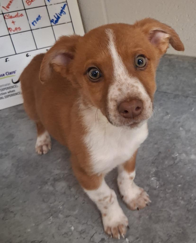 Cedar / AC 27937 A, a Adoptable mixed breed in Greeneville, TN image 2/3