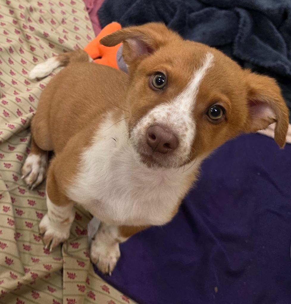Cedar / AC 27937 A, a Adoptable mixed breed in Greeneville, TN image 3/3