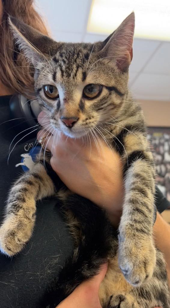 Doorbell, Adoptable, Kitten Female Domestic Short Hair.