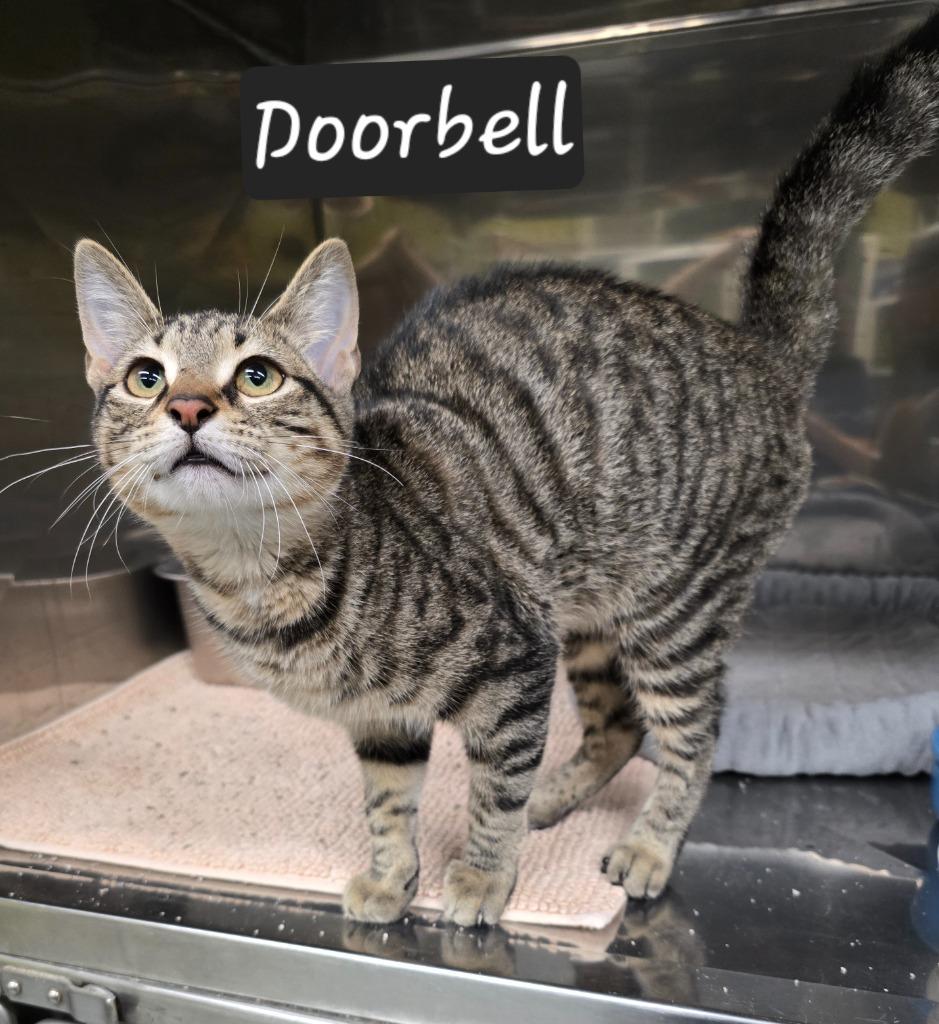 Enlarge Doorbell, a Adoptable mixed breed in Maumelle, AR image 2/2