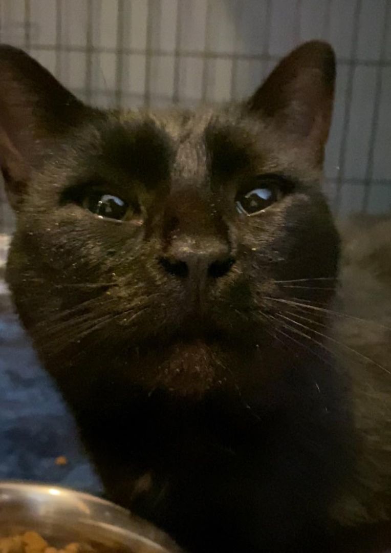 DAMON, Adopted, Young Male Domestic Short Hair.