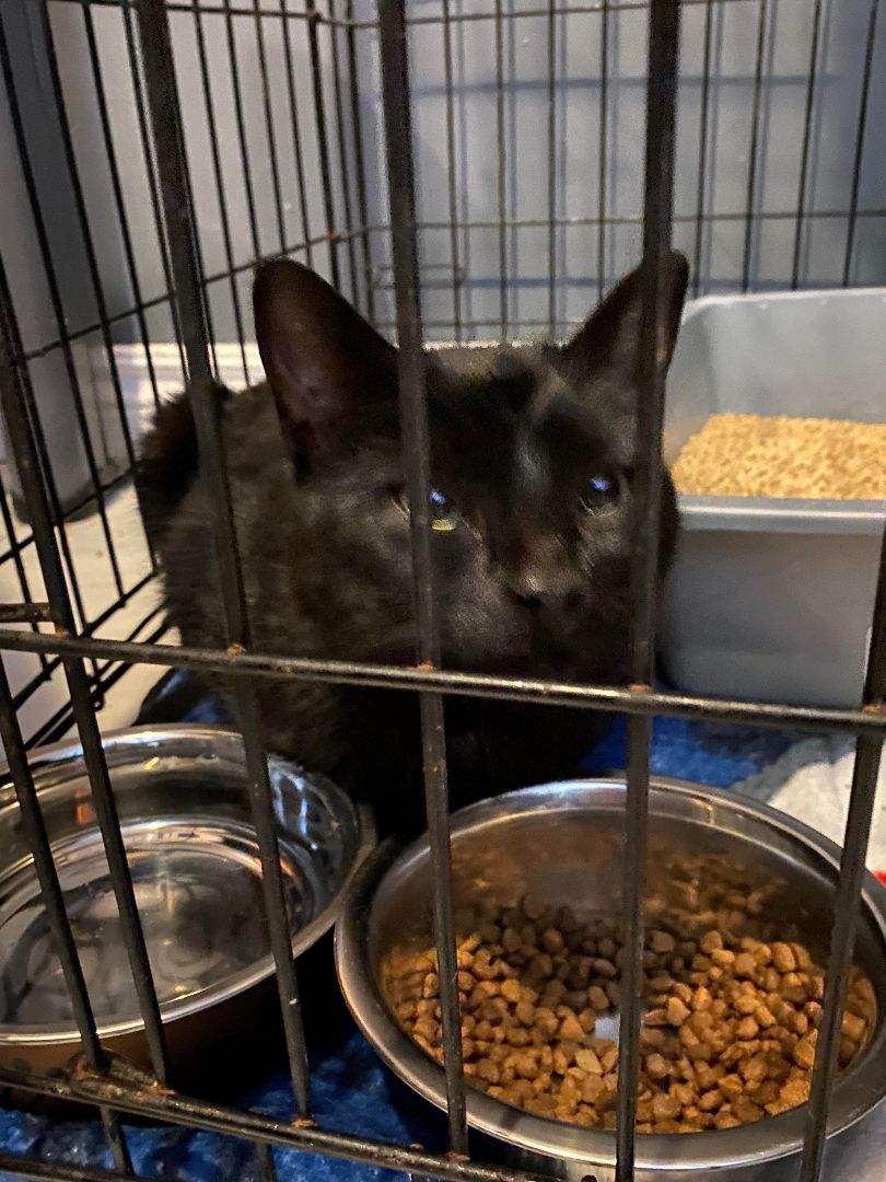 DAMON, a Adopted Domestic Short Hair image 2/6