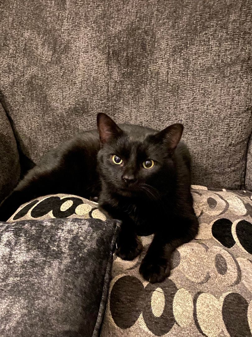 DAMON, a Adopted Domestic Short Hair image 3/6