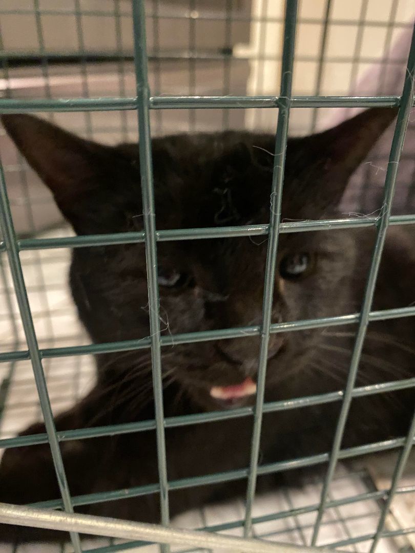 DAMON, a Adopted Domestic Short Hair image 4/6