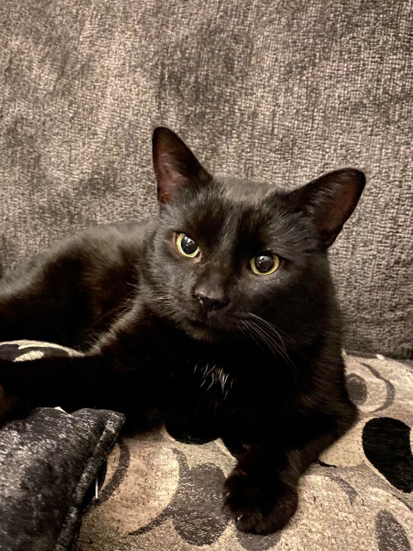 DAMON, a Adopted Domestic Short Hair image 5/6