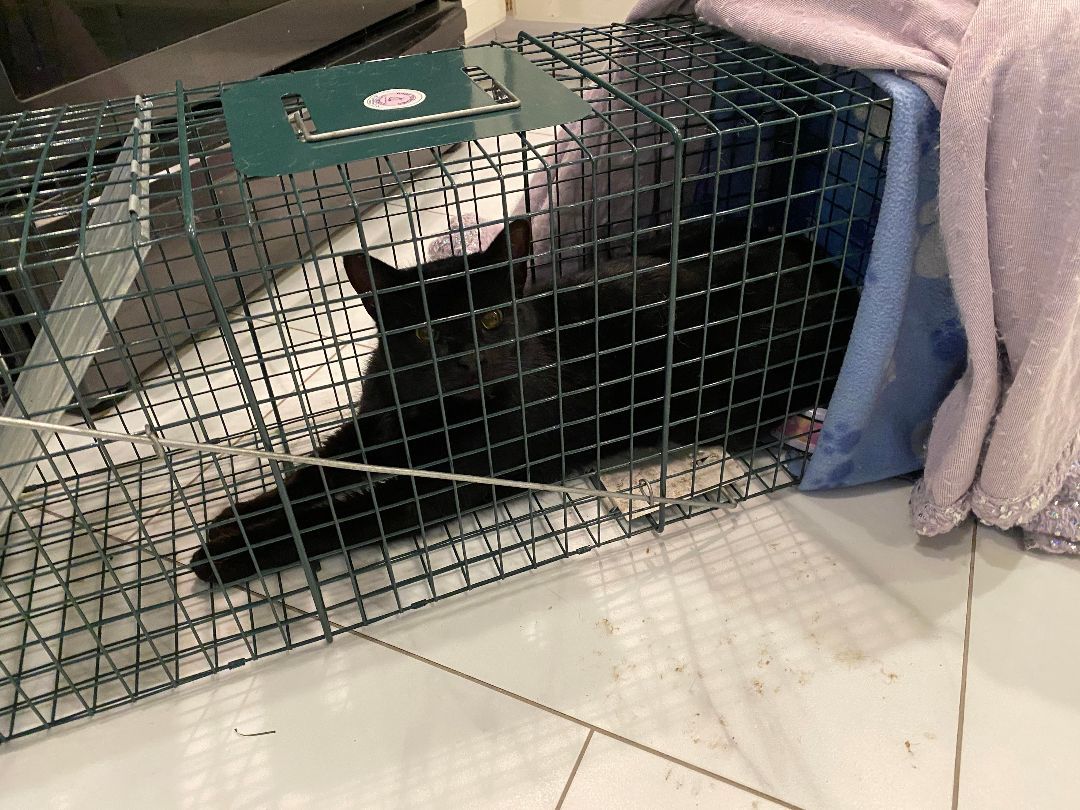 DAMON, a Adopted Domestic Short Hair image 6/6