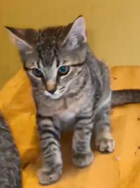 Colby, Adoptable, Kitten Male Tabby & Domestic Short Hair.