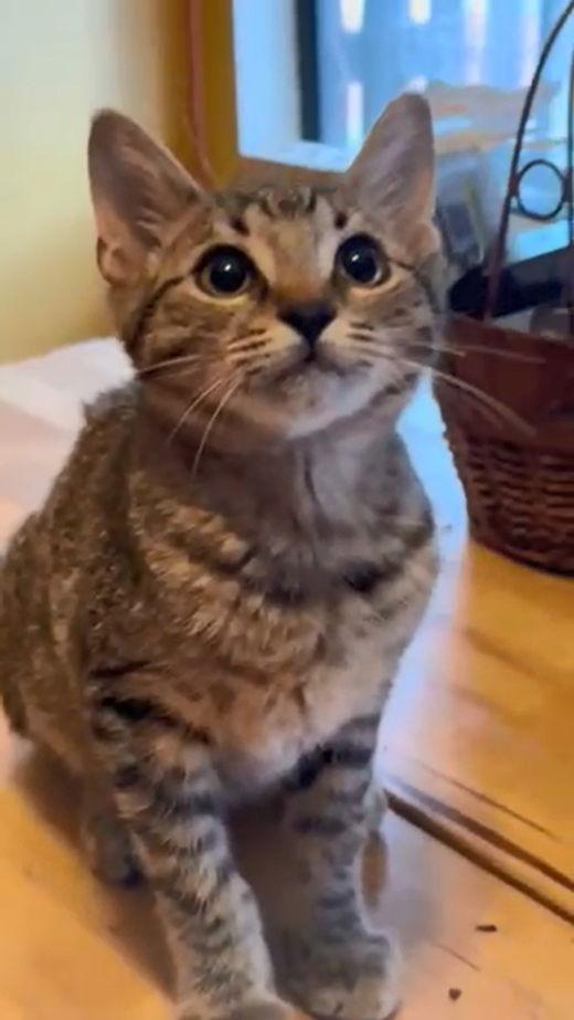 Enlarge Colby, a Adoptable mixed breed in Alvin, TX image 2/3