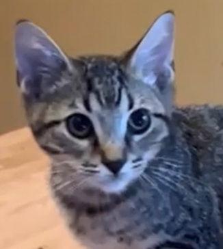 Enlarge Colby, a Adoptable mixed breed in Alvin, TX image 3/3