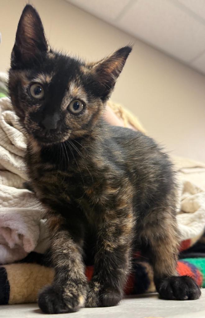 Kiki, Adoptable, Kitten Female Domestic Short Hair.