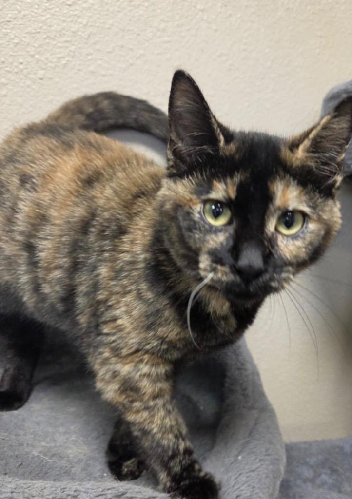 Enlarge Kiki, a Adoptable mixed breed in Midland, TX image 2/3